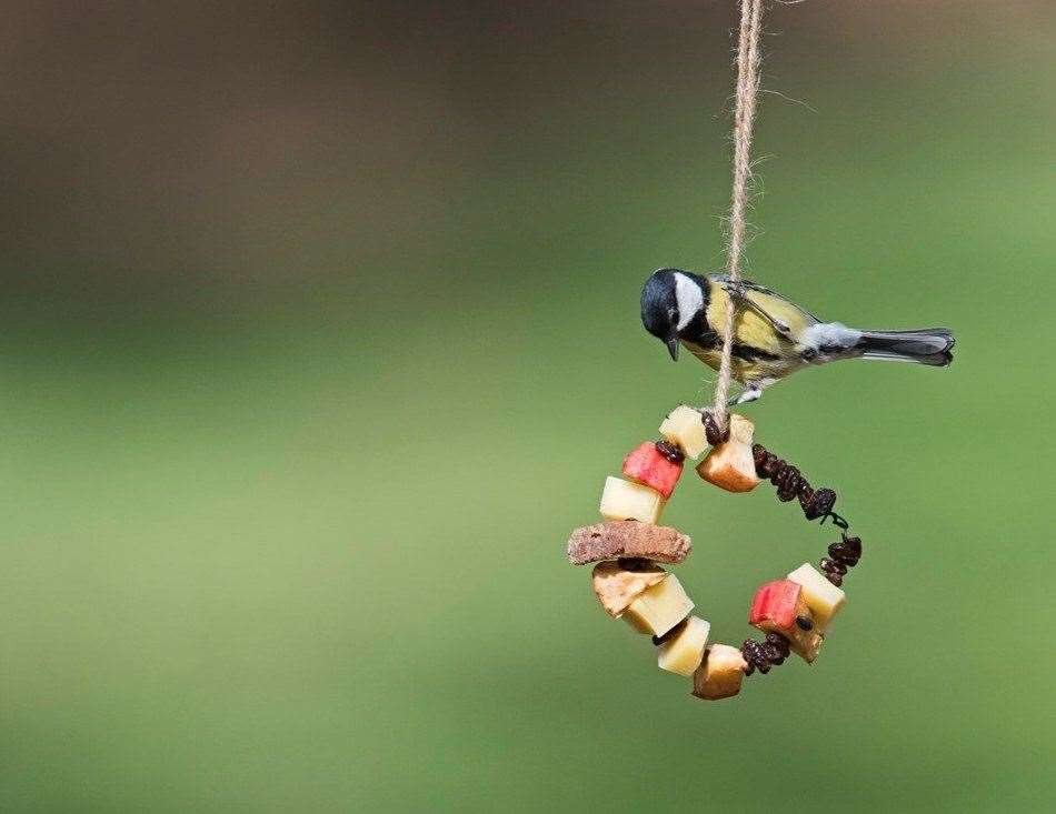 The results for the 41st RSPB Big Garden Birdwatch have been revealed Picture: RSPB/David Tipling