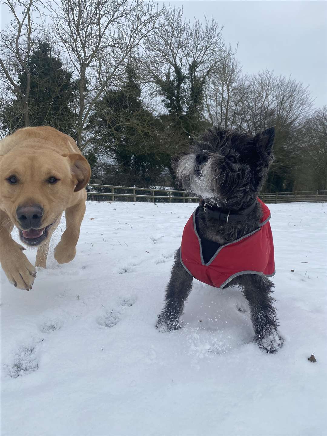 Louie Bob and his bother, Ziggy Stardust