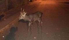 The deer was spotted walking up and down a busy road. Picture: Amey James