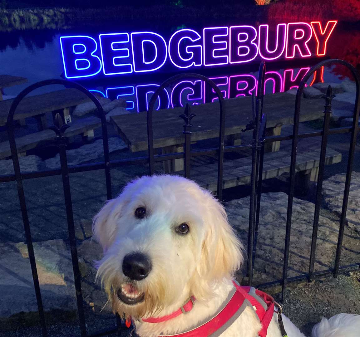 Goldendoodle Brandy enjoyed her walk around Christmas at Bedgebury 2024