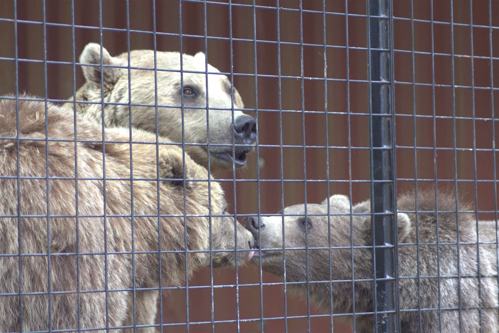 The family of European brown bears have now arrived at Port Lympne. All photos: Port Lympne