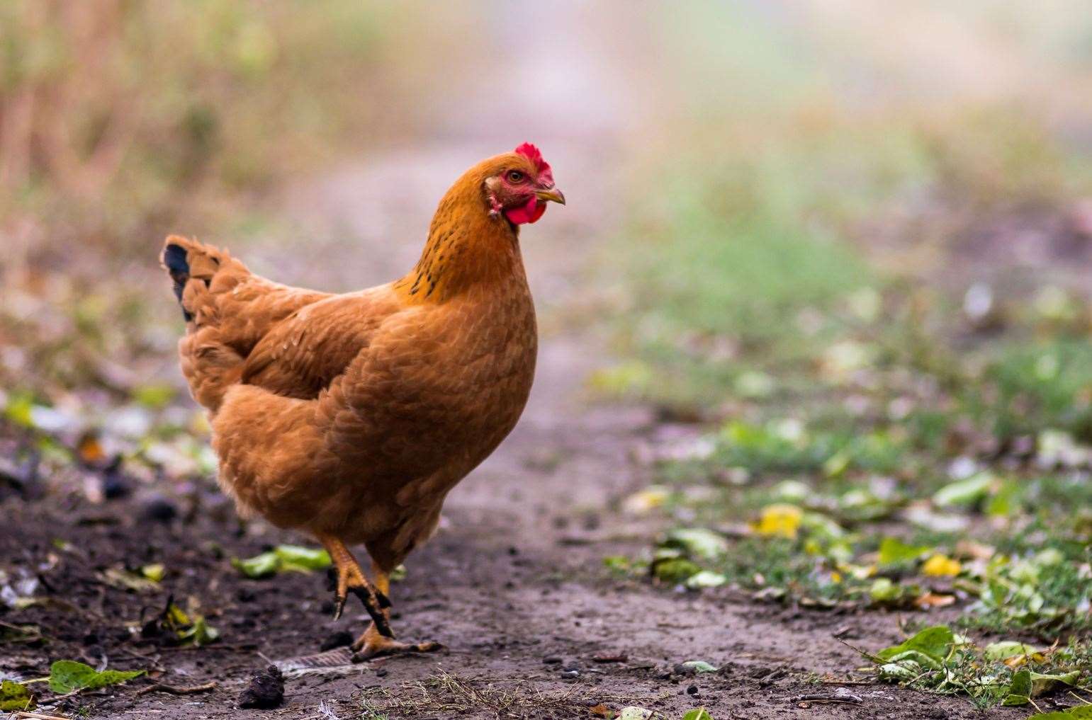 Chickens lead quiet little lives - but Mr Fox is enemy number one (if we exclude KFC’s Colonel Saunders, of course). Picture: iStock