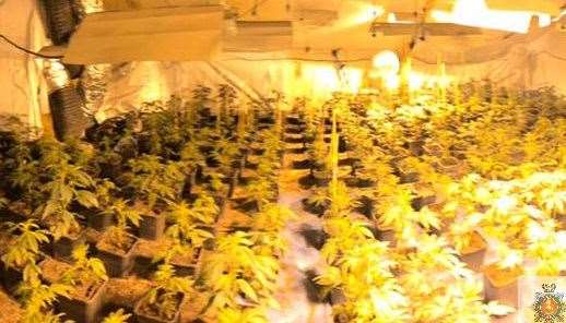 More than 700 cannabis plants were found in raids around Sevenoaks. Picture: Kent Police (28688698)