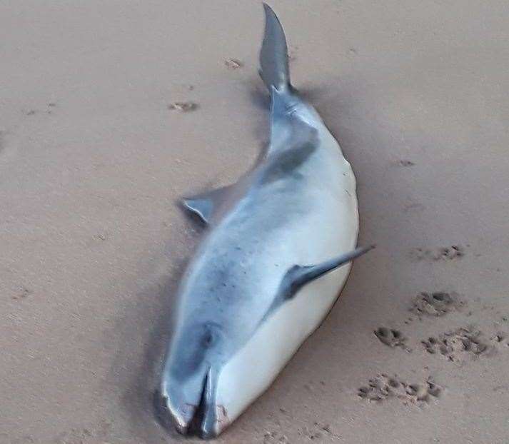 The harbour porpoise washed up on Stone Bay in Broadstairs