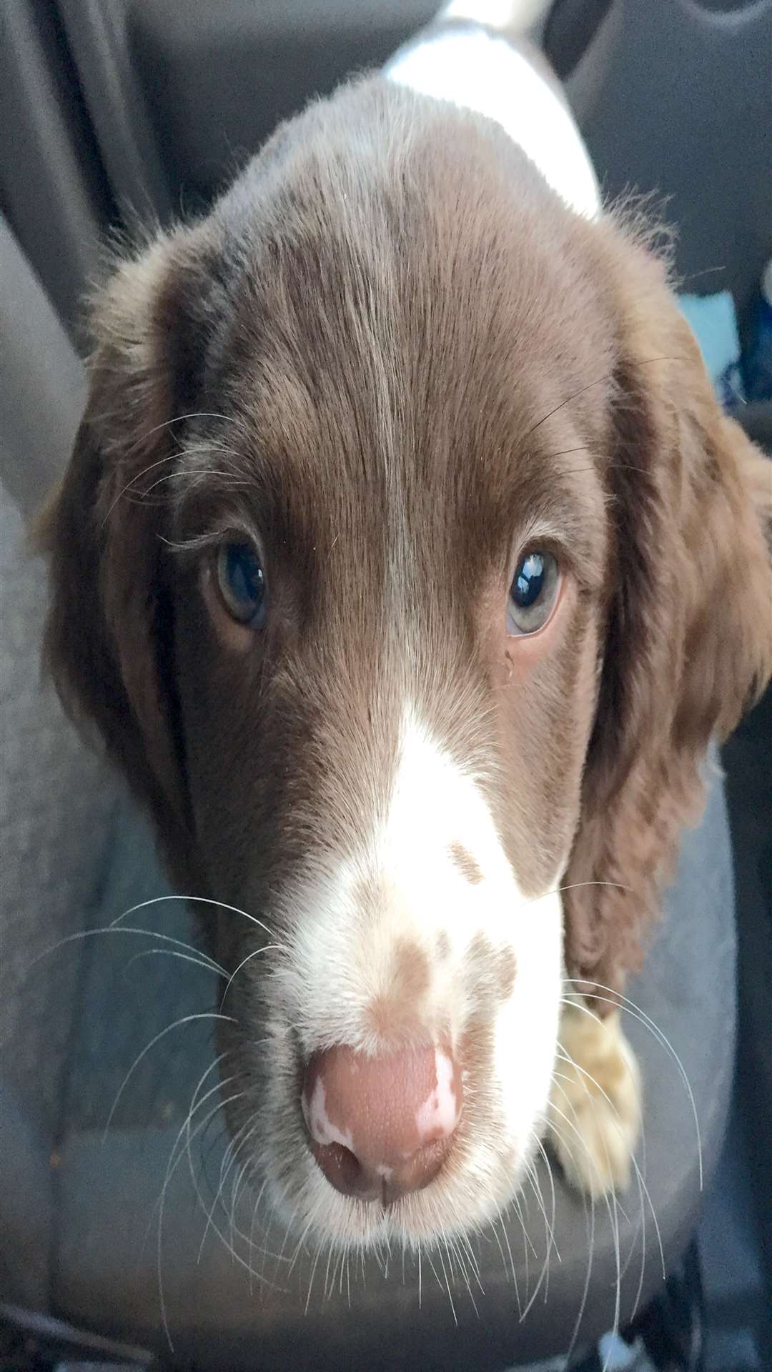 Lucy the little English springer spaniel was stolen from her kennels in Cliffe