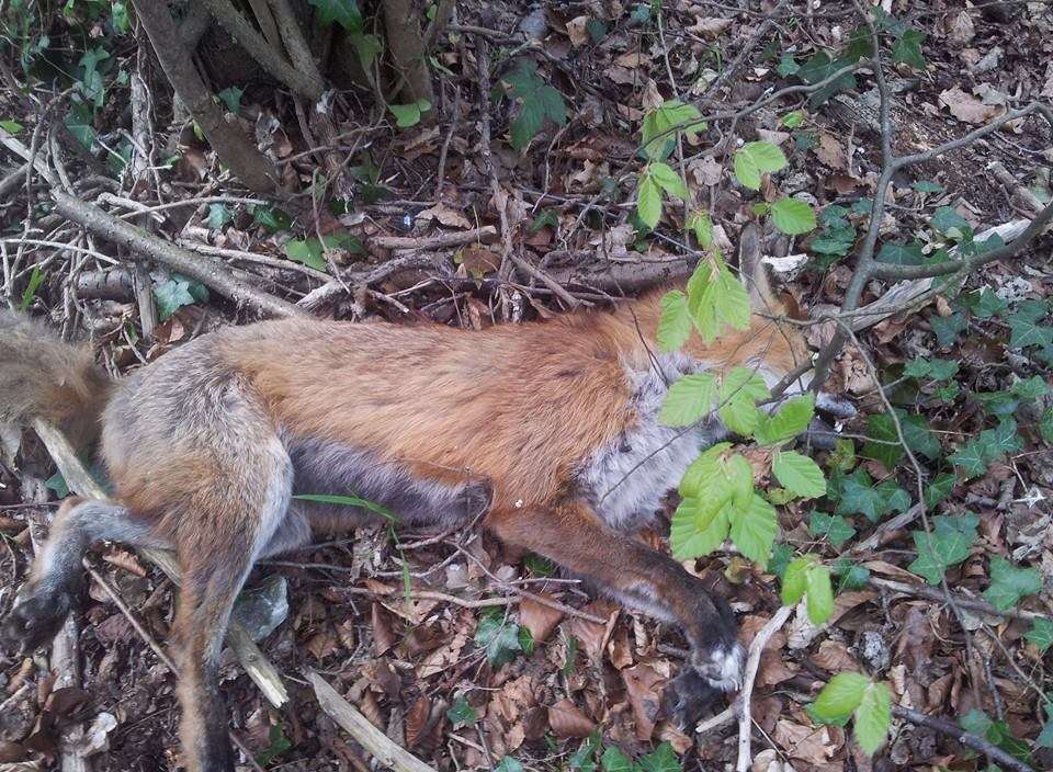 A Group Of Foxes, Including Cubs, Were Killed And Dumped In Dargets 