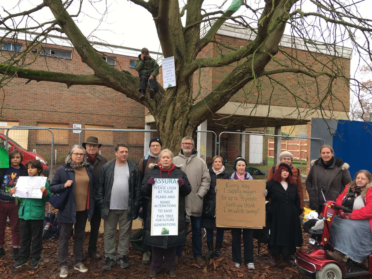 Protester Mark Hood in a tree he is trying to save in River Lawn Road in Tonbridge (5583416)