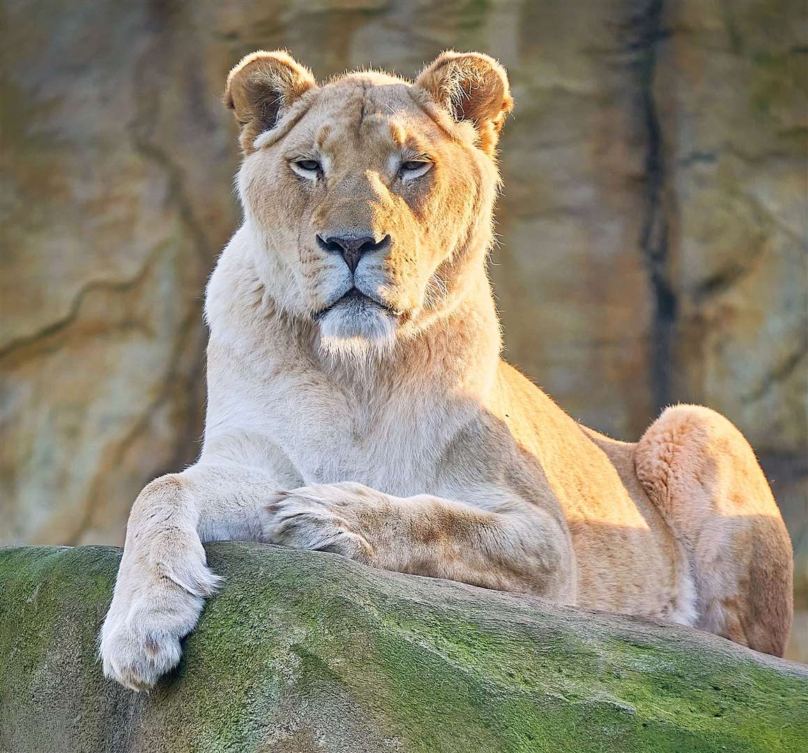 Zuri is 11-years-old having been born in January 2013. Picture: The Big Cat Sanctuary