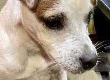 Woody the Jack Russell terrier is missing from Lower Halstow, Sittingbourne