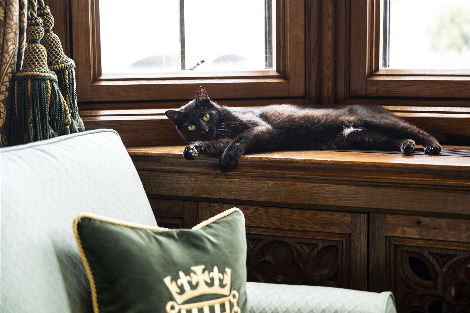 Clem, a stray cat who Sir Lindsay Hoyle has recently welcomed into his family (Jackie Storer/House of Commons)