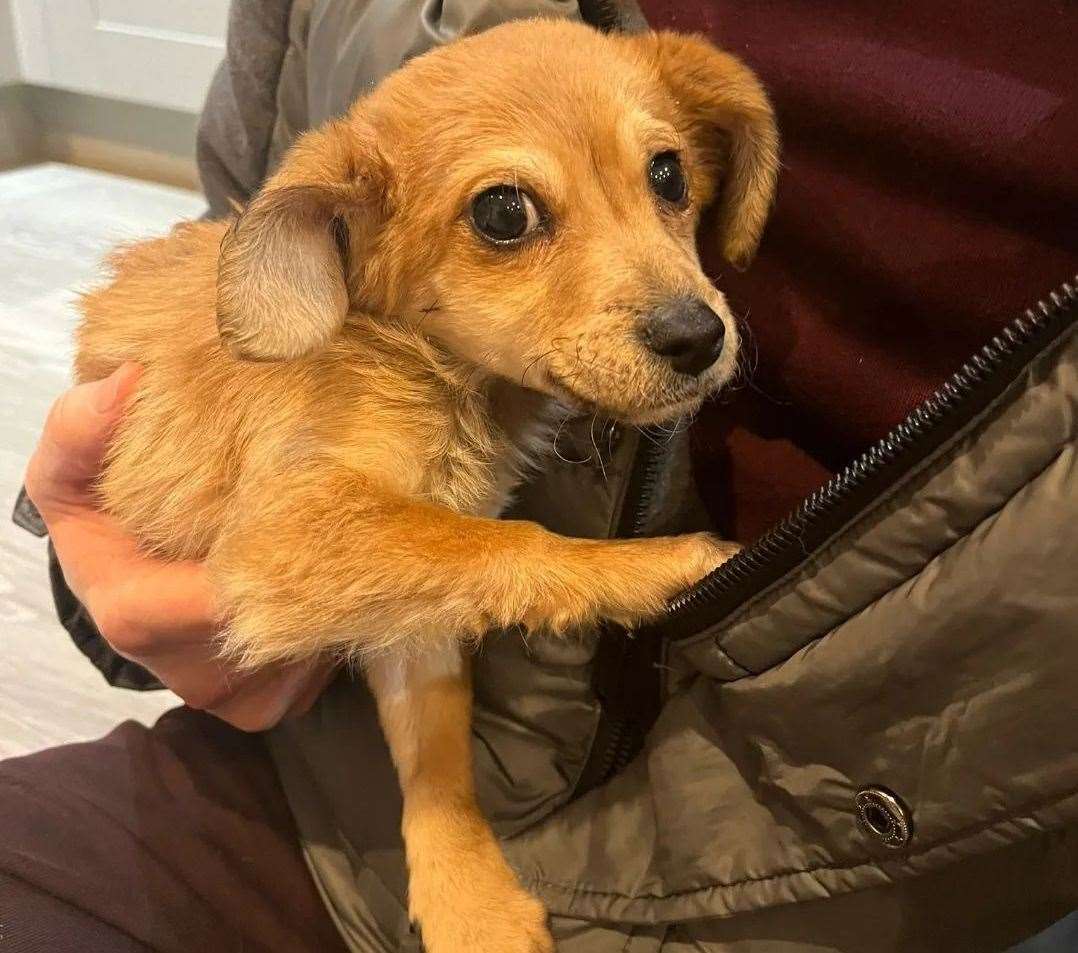 A "Terrier type" puppy was found in a field near Spade Lane, Hartlip. Picture: Swale Stray Dog Service