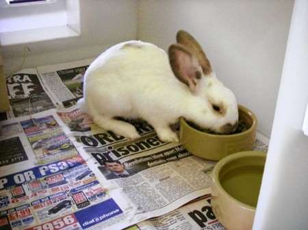 One of the rabbits which need new homes