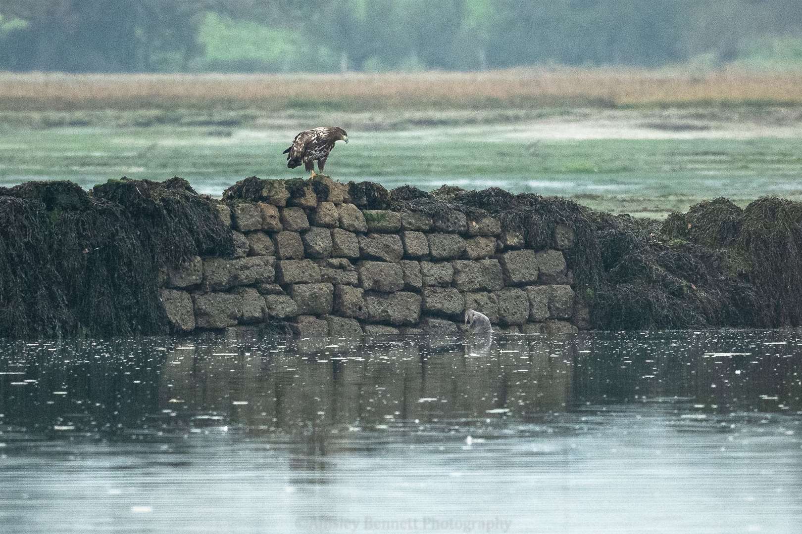 The eagles learn to watch seals and snatch fish pushed to the surface (Ainsley Bennett/PA)