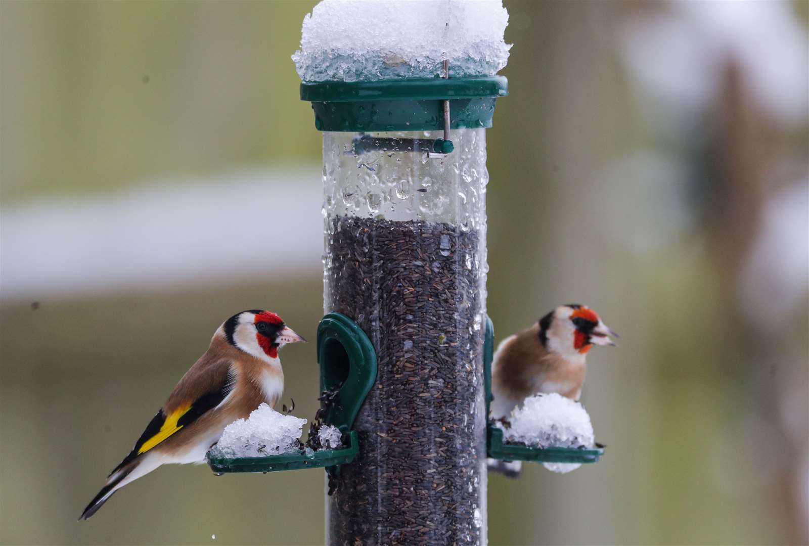 Birds on a feeder in Strensham, Worcestershire (David Davies/PA)