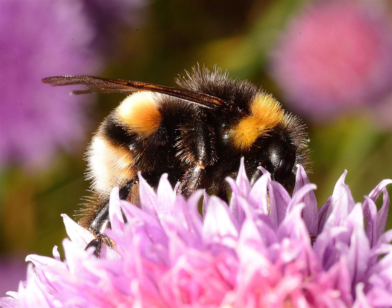 Could bumblebees have a preferred colour of flower? Image: Stock photo.
