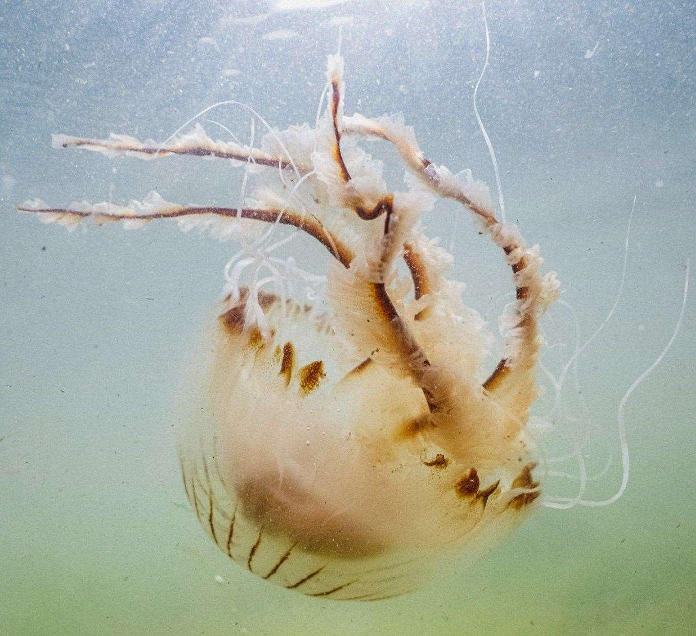 The compass jellyfish are said to carry a nasty sting. Picture: Rebecca Douglas