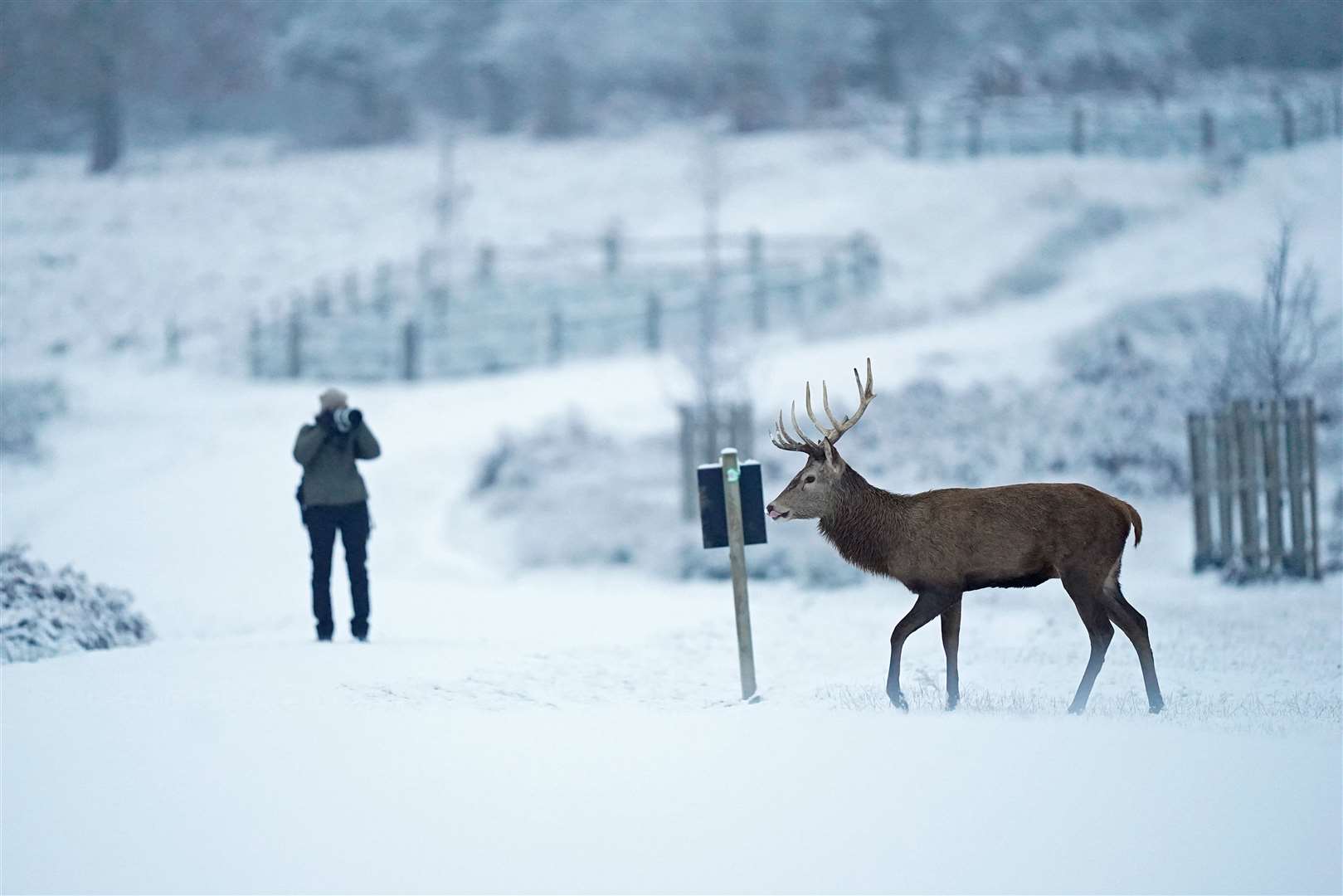 A stag deer walks through the snow in a park (James Manning/PA)