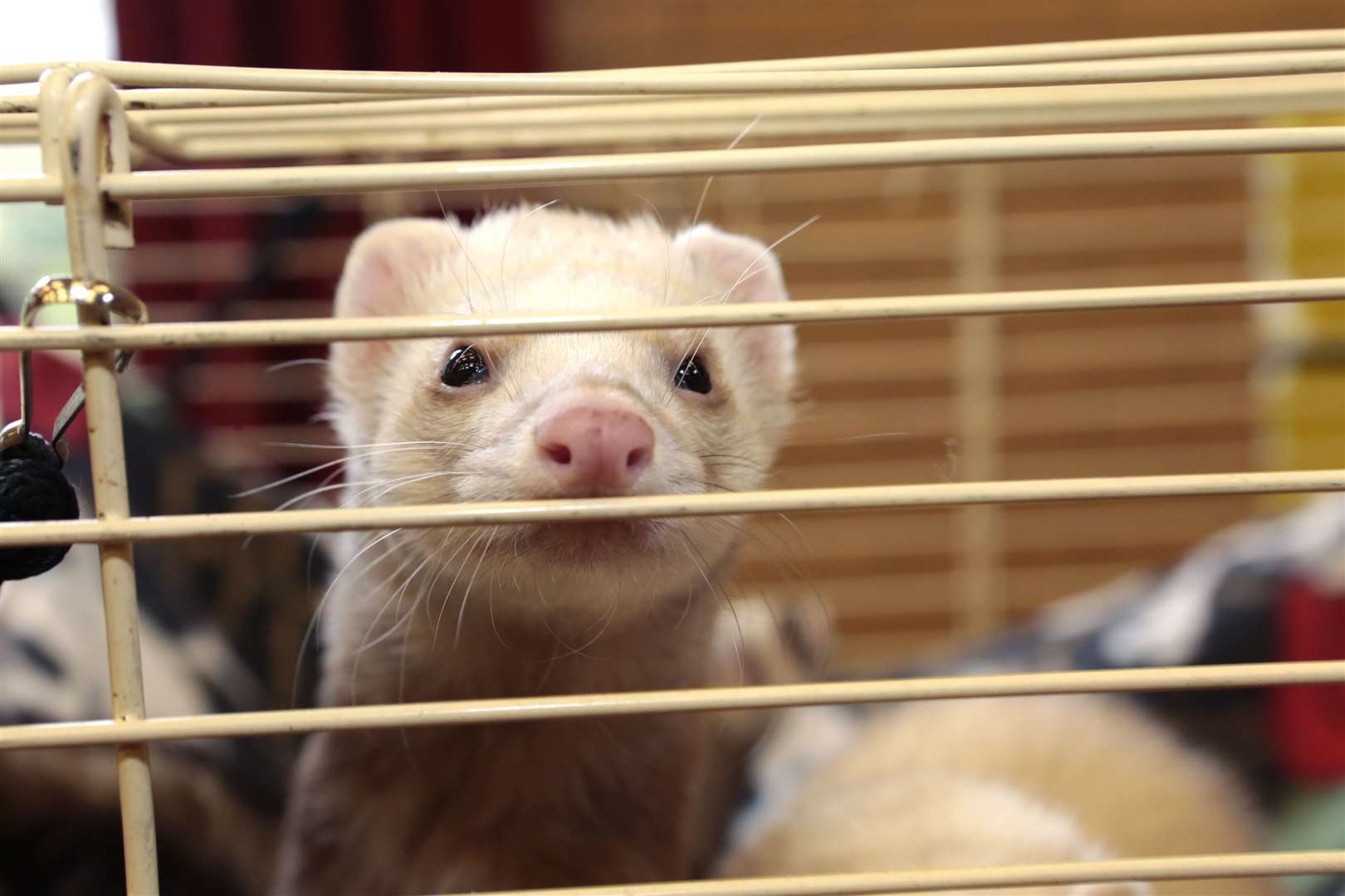 Four ferrets are missing from a home in Ashford. Stock picture by Martin Apps