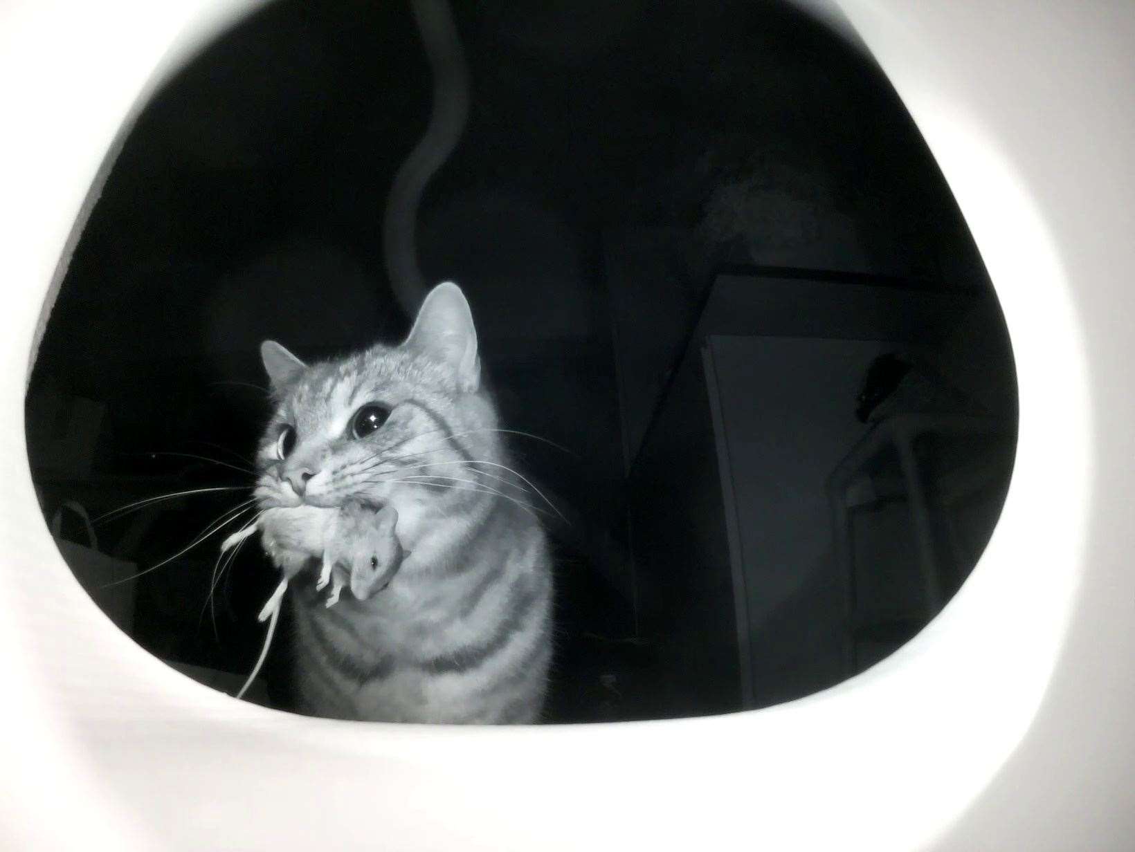 Flappie uses AI to spot when a pet has caught something and automatically locks the cat flap (Flappie/PA)