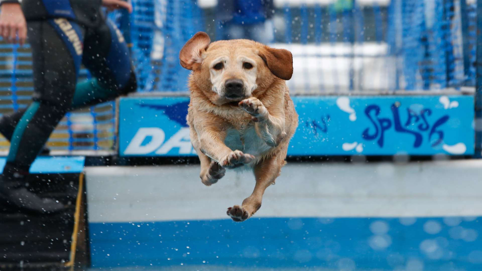 Robbie the labrador takes on the ever-popular Splash 'n' Dash Picture: Matthew Walker