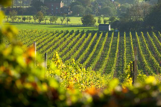 Chapel Down vineyard in Tenterden. Picture: Visit Kent