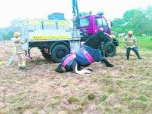 Firefighters help the horse to its feet