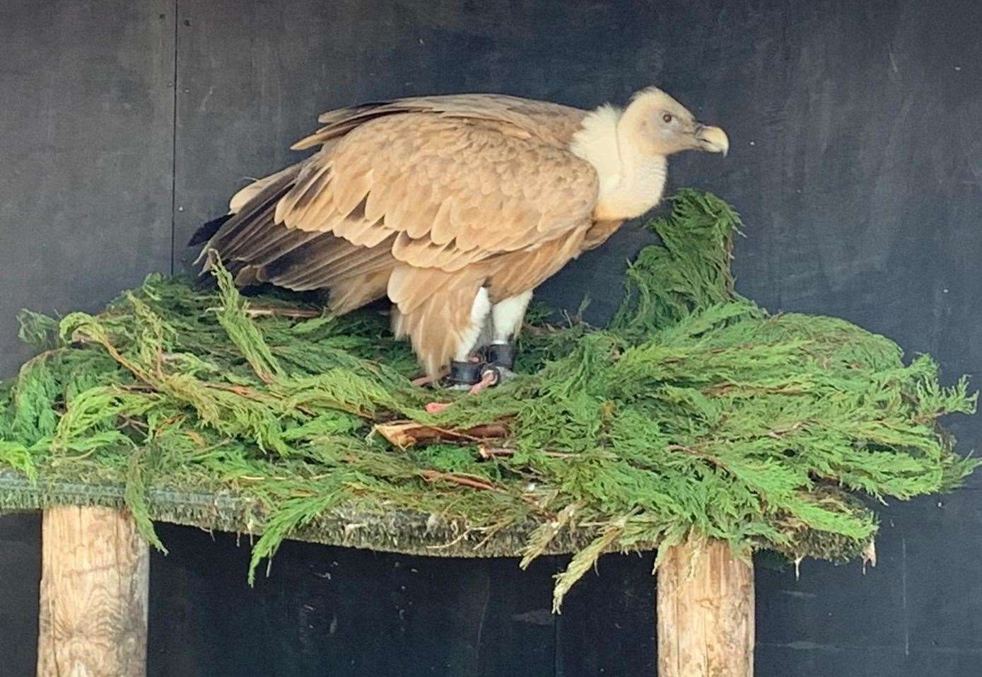 The weather is said to be too hot, even for the vultures at Eagle Heights