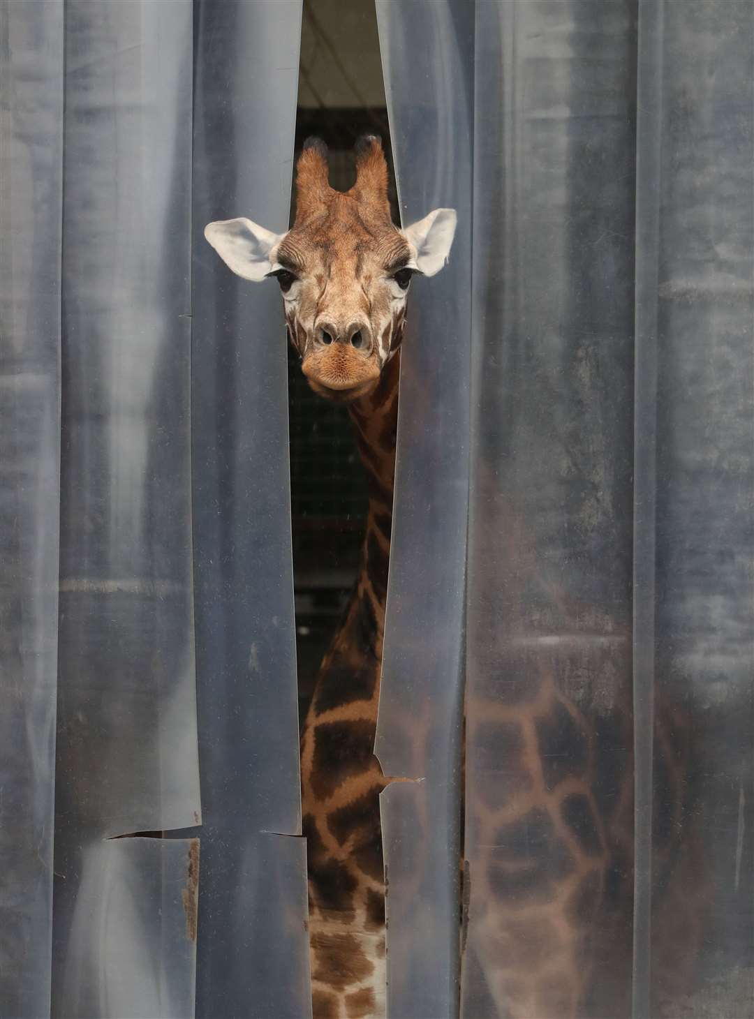 A giraffe pokes its head out from its enclosure at Blair Drummond Safari Park near Stirling in June (Andrew Milligan/PA)