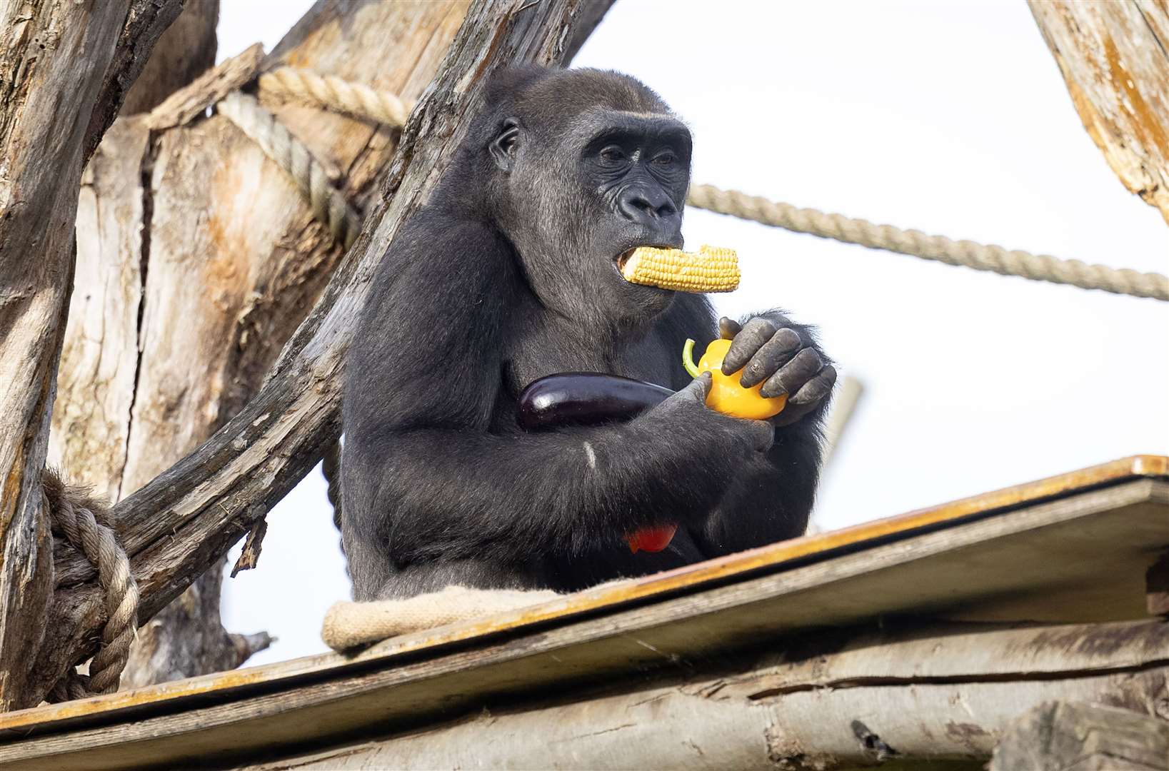 Alika, a western lowland gorilla at London Zoo, tucks into a breakfast of vegetables from County Supplies (Matt Alexander/PA)