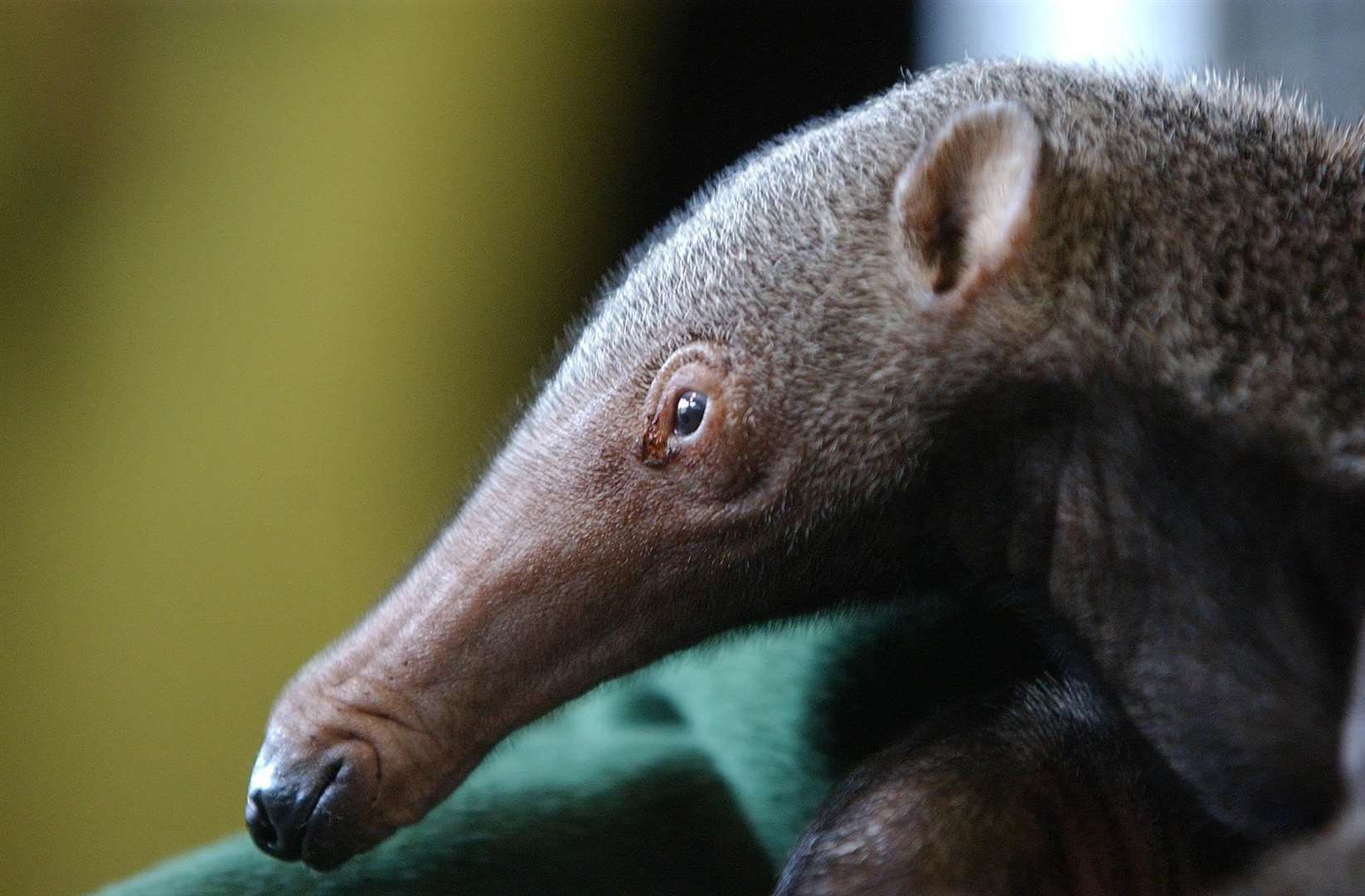 The growth rate of ‘vulnerable’ giant anteater populations in Brazil was halved due to vehicle collisions, scientists said (Chris Young/PA)