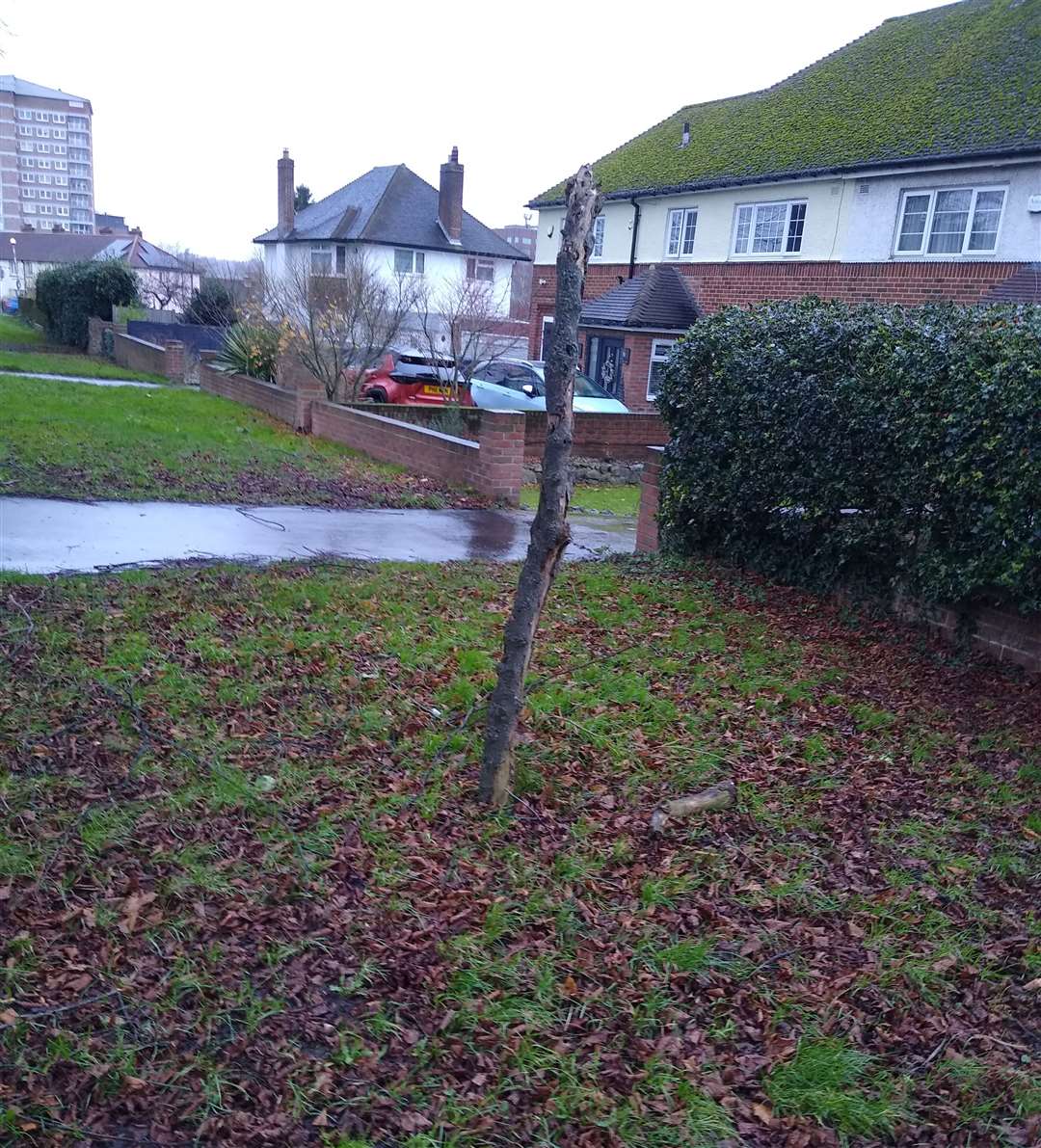 The tree branch in Mote Avenue