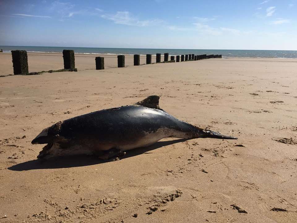 Dead porpoise found on beach at Dymchurch