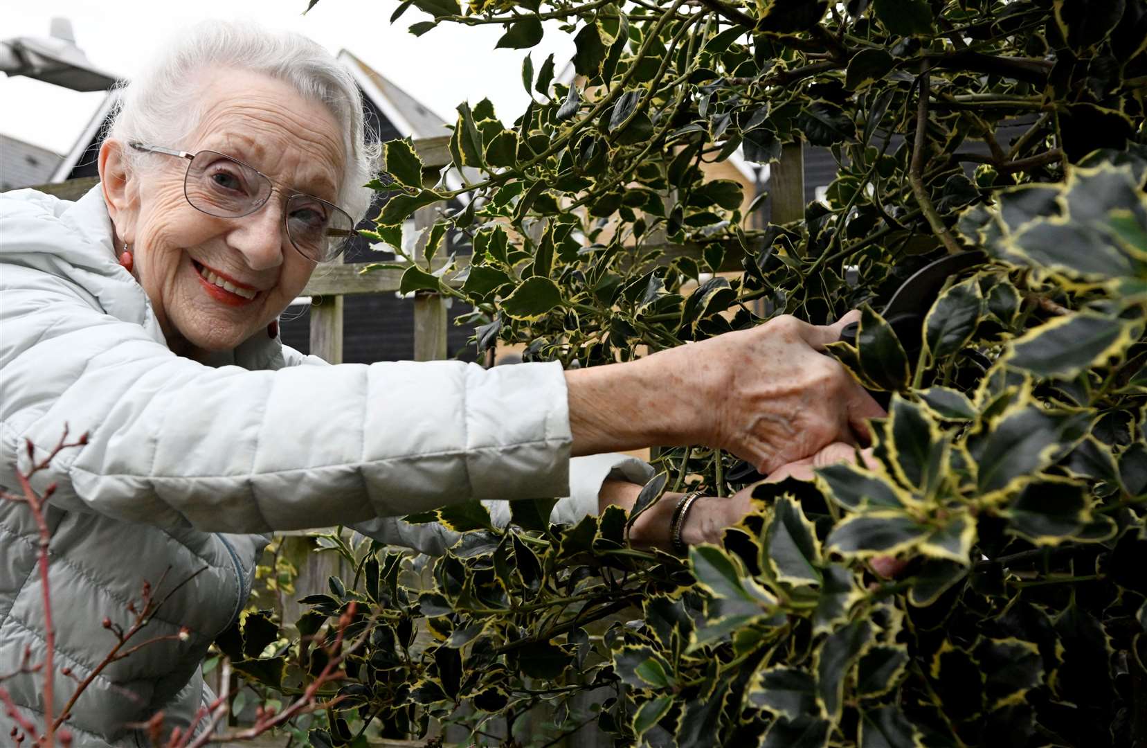 Thelma Barlow loves her garden at her Faversham home and has her own supply of fresh holly in time for Christmas. Picture: Barry Goodwin