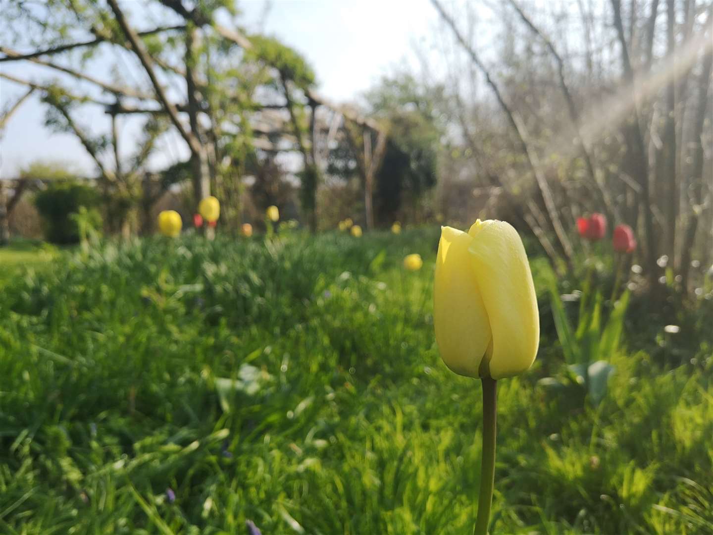 The nut garden at Penshurst Place, part of a #DailyDoseofPenshurst on Twitter