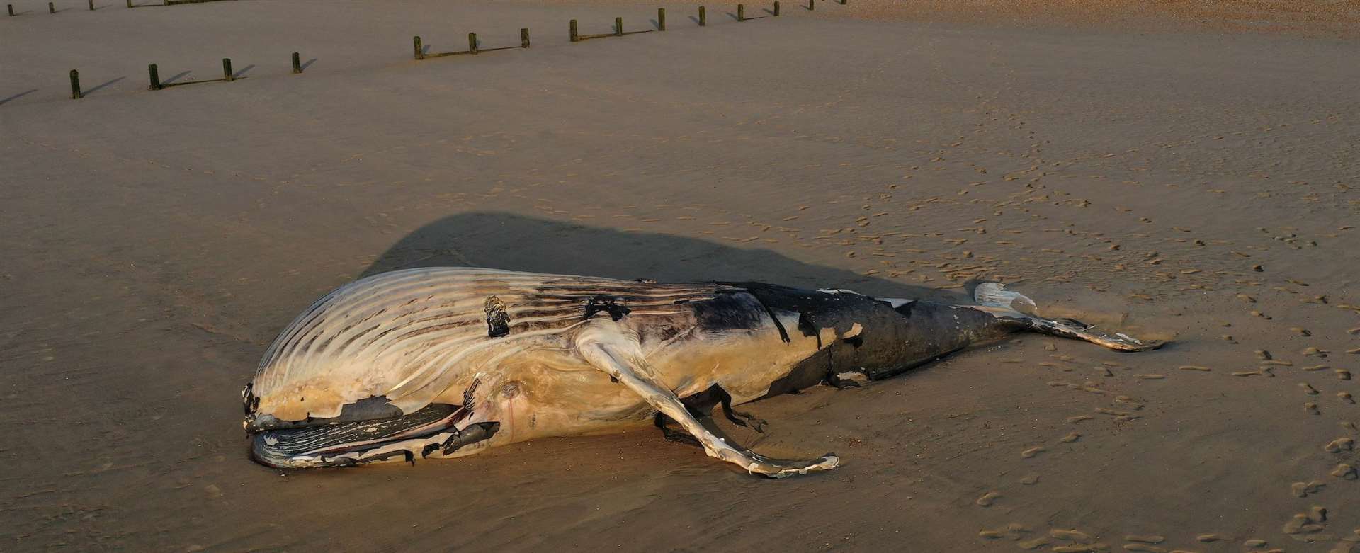 The coastguard have asked people to steer clear of the whale. Picture: UKNIP