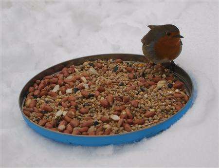 Robin in a tin lid, Eastchurch, Sheppey. Picture: Jeff Wilson