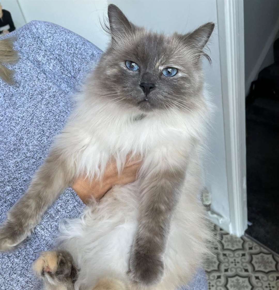 The 'dopey' Ragdoll has never been stuck up a tree before. Picture: Tracy Bosman