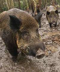 Boris the wild boar is also found in the park