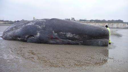 Whale at Pegwell Bay