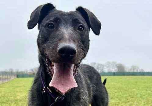 Dino the bull lurcher. Picture: Last Chance Animal Rescue