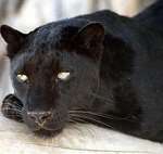 A black leopard has apparently been sighted in north Kent - not this one of course!