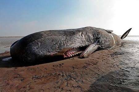 Whale at Pegwell Bay, by Brett Lewis