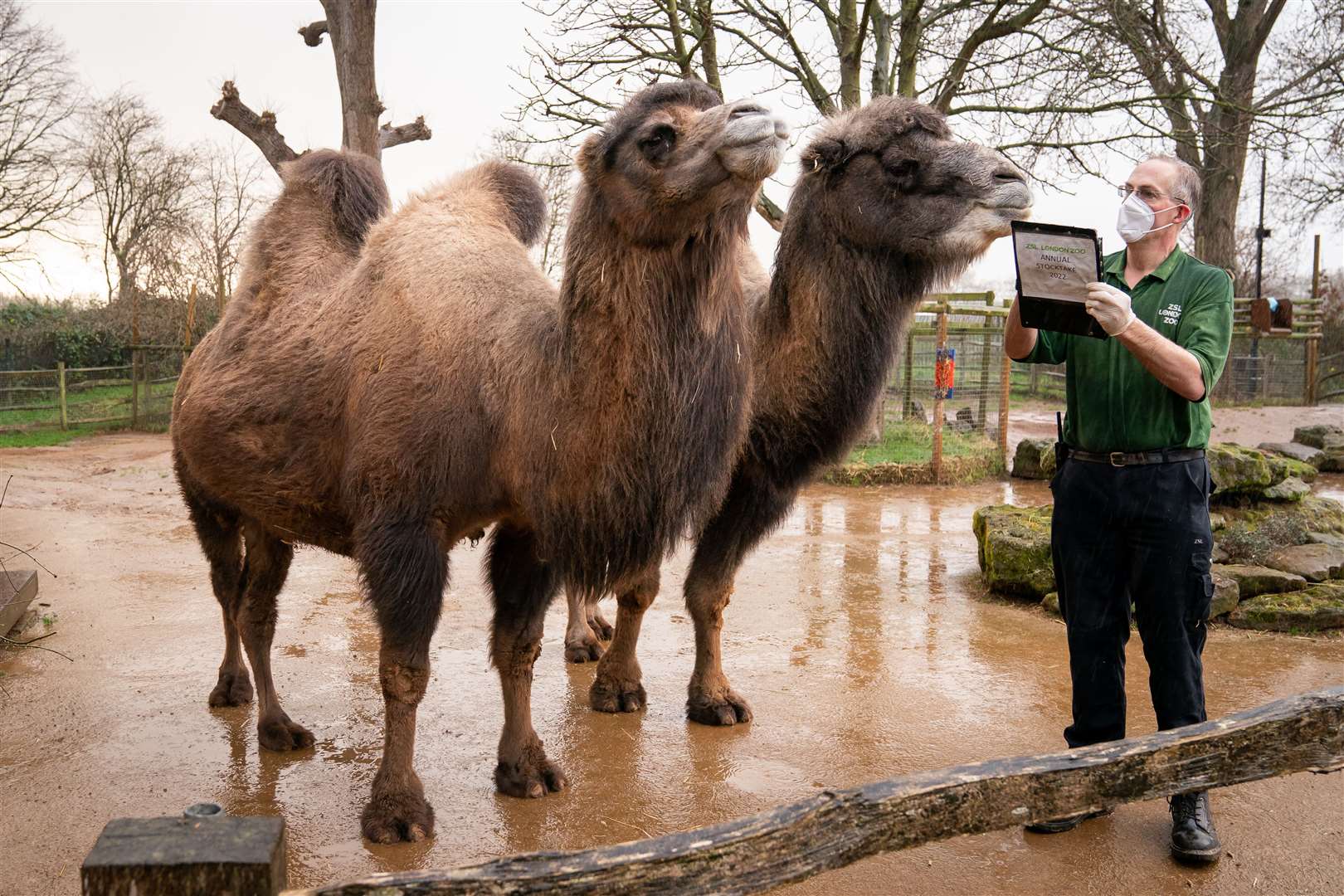 The camels arrived in pairs (Aaron Chown/PA)