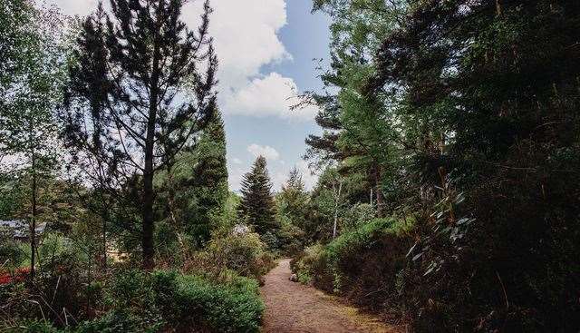 Reuthe’s is an 11-acre ancient woodland, a place for discovery and adventure. Step into the Lost Gardens of Sevenoaks.