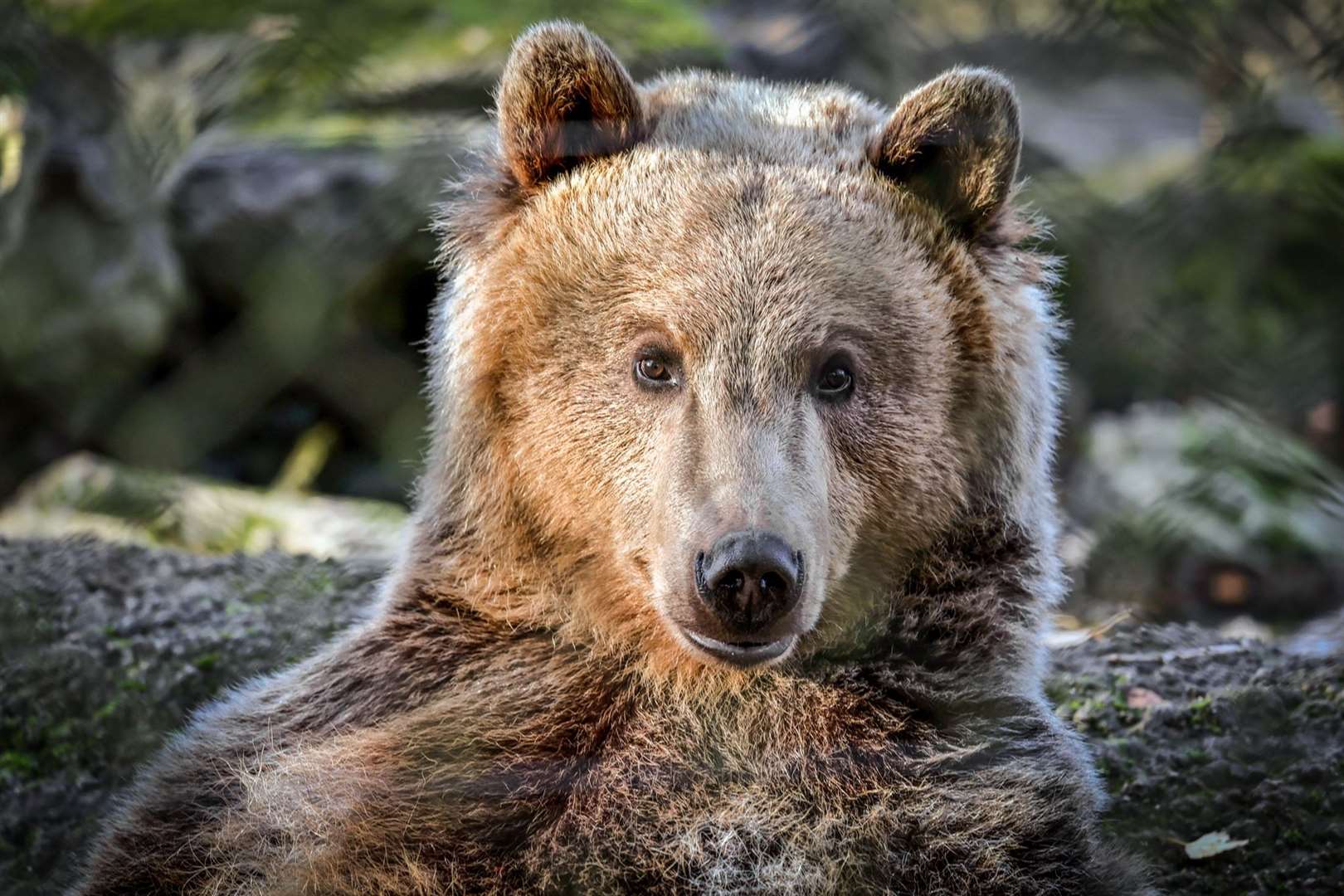 Boki, the two-year-old brown bear, lives at Wildwood Trust near Canterbury. Picture: Dave Butcher/Wildwood Trust