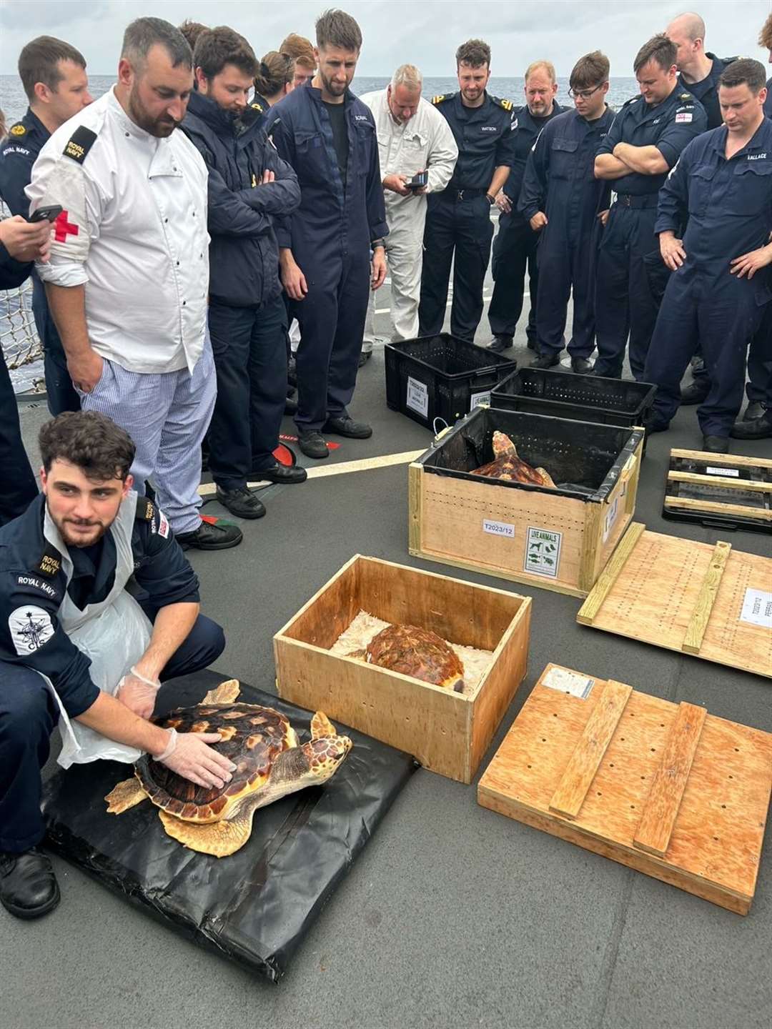 The six loggerhead turtles being removed from their crates to be dropped back into the Atlantic (Royal Navy/PA)