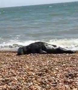 After a little wander he decided to nap on the stones. Photo: Suzanne Adams