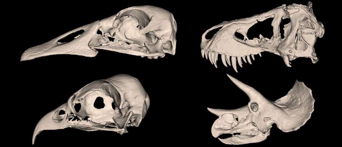 Dinosaur and bird skull scans (Ryan Felice/Natural History Museum)