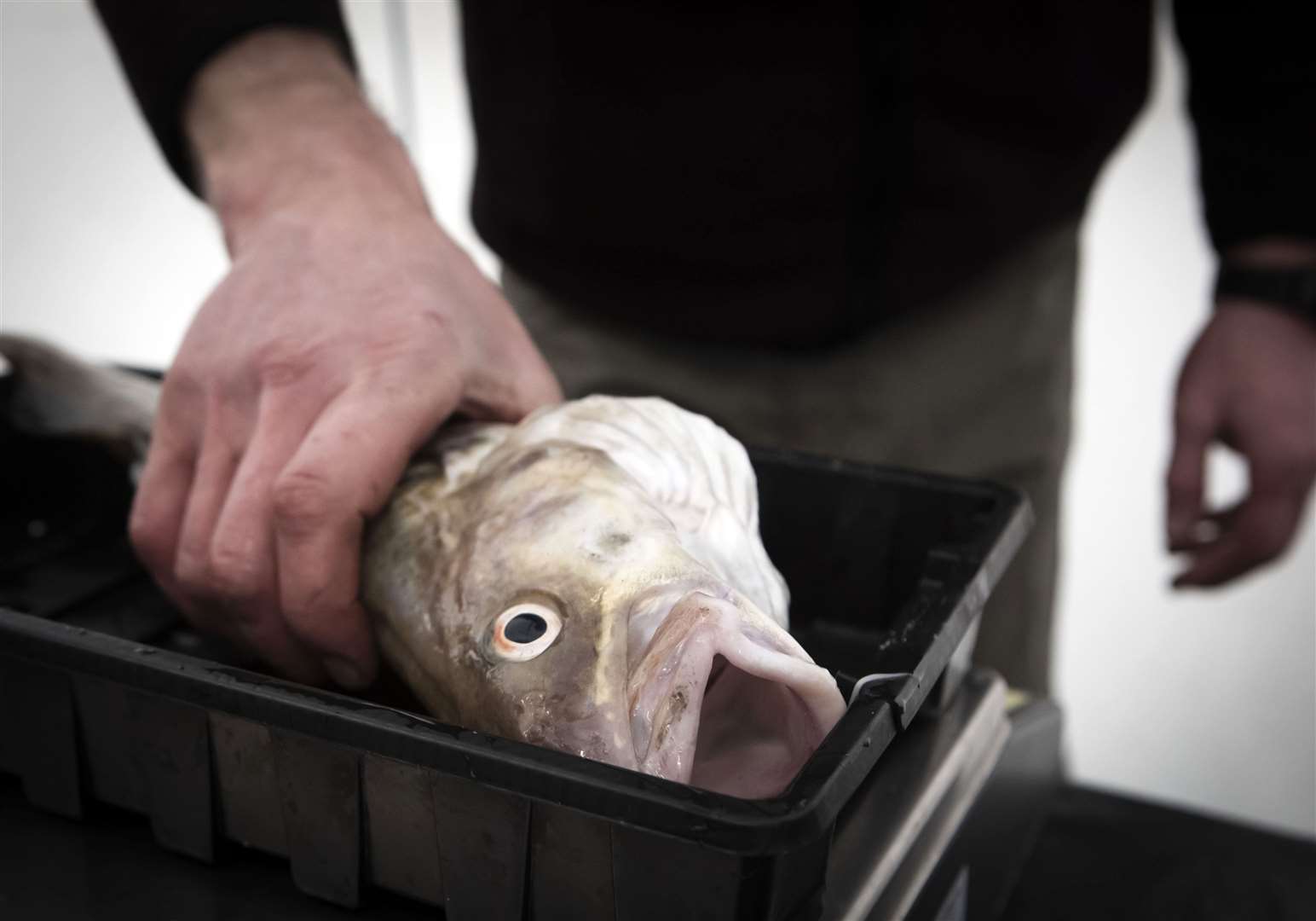 A cod is weighed (Danny Lawson/PA)