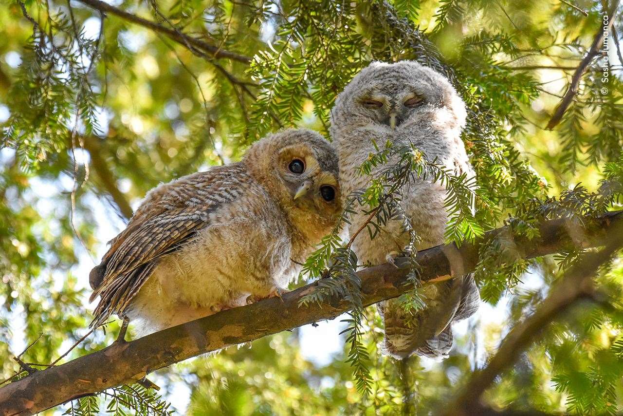 Young photographer Sasha Jumanca finds two tawny owlets curiously watching people walk by in Munich, Germany (Sasha Jumanca/Wildlife Photographer of the Year)